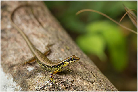 Spotted Forest Skink