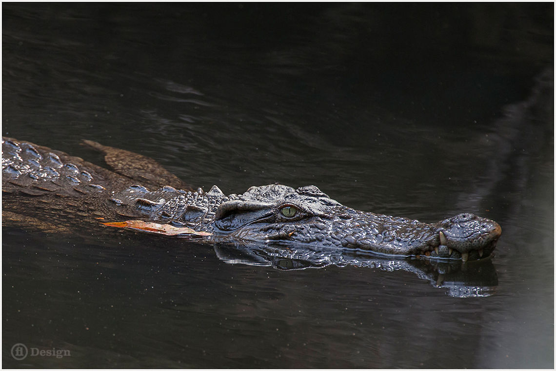 Crocodylus siamensis Siam Crocodile<br />
Khao Yai | Thailand <br />
<br />
 Exifs: <br />
Camera: Canon EOS 5D Mark III<br />
Lens: Sigma 150 mm + EX II = 300 mm<br />
 1/500 Sek<br />
f/5.6<br />
ISO 1600 Crocodylus siamensis,Geotagged,Siamese crocodile,Thailand,crocodylus,reptiles,thailand