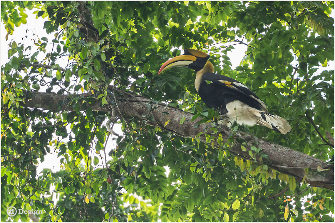 Buceros bicornis Great Hornbill<br />
Khao Yai | Thailand <br />
<br />
 Exifs:<br />
 Camera: Canon EOS 5D Mark III<br />
Lens: Sigma 150 mm + EX II = 300 mm<br />
 1/500 Sek<br />
f/4.0<br />
ISO 1600 Birds,Buceros bicornis,Geotagged,Great hornbill,Thailand,great hornbill,thailand
