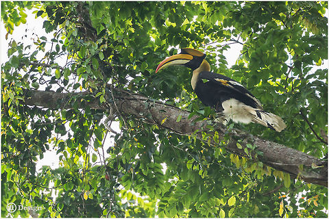 Buceros bicornis Great Hornbill
Khao Yai | Thailand 

 Exifs:
 Camera: Canon EOS 5D Mark III
Lens: Sigma 150 mm + EX II = 300 mm
 1/500 Sek
f/4.0
ISO 1600 Birds,Buceros bicornis,Geotagged,Great hornbill,Thailand,great hornbill,thailand