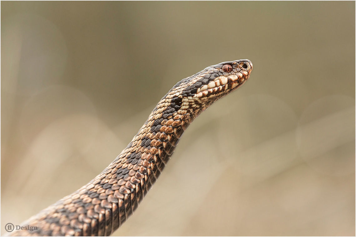 Perfect profile &laquo;Vipera berus&raquo; | Common Viper<br />
Netherlands<br />
<br />
Exifs:   <br />
Camera: <br />
Canon EOS 5D Mark III<br />
   Lens: Sigma 150 mm   <br />
1/1000 Sek   <br />
f/4.0<br />
   ISO 800 Adder,Common viper,Geotagged,Netherlands,Viper,Vipera berus,venomous
