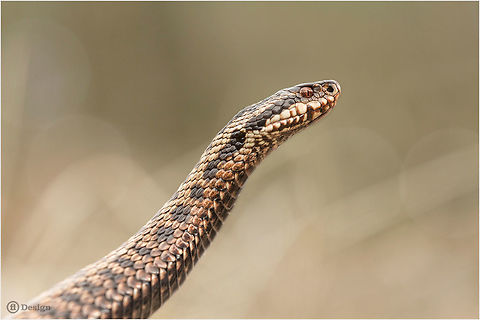 Perfect profile «Vipera berus» | Common Viper
Netherlands

Exifs:   
Camera: 
Canon EOS 5D Mark III
   Lens: Sigma 150 mm   
1/1000 Sek   
f/4.0
   ISO 800 Adder,Common viper,Geotagged,Netherlands,Viper,Vipera berus,venomous