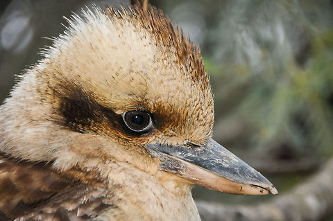 Kookaburra Eildon National Park, Victoria, Australia Australia,Dacelo novaeguineae,Eildon National Park,Geotagged,Laughing Kookaburra,Victoria,animal,bird,kookaburra