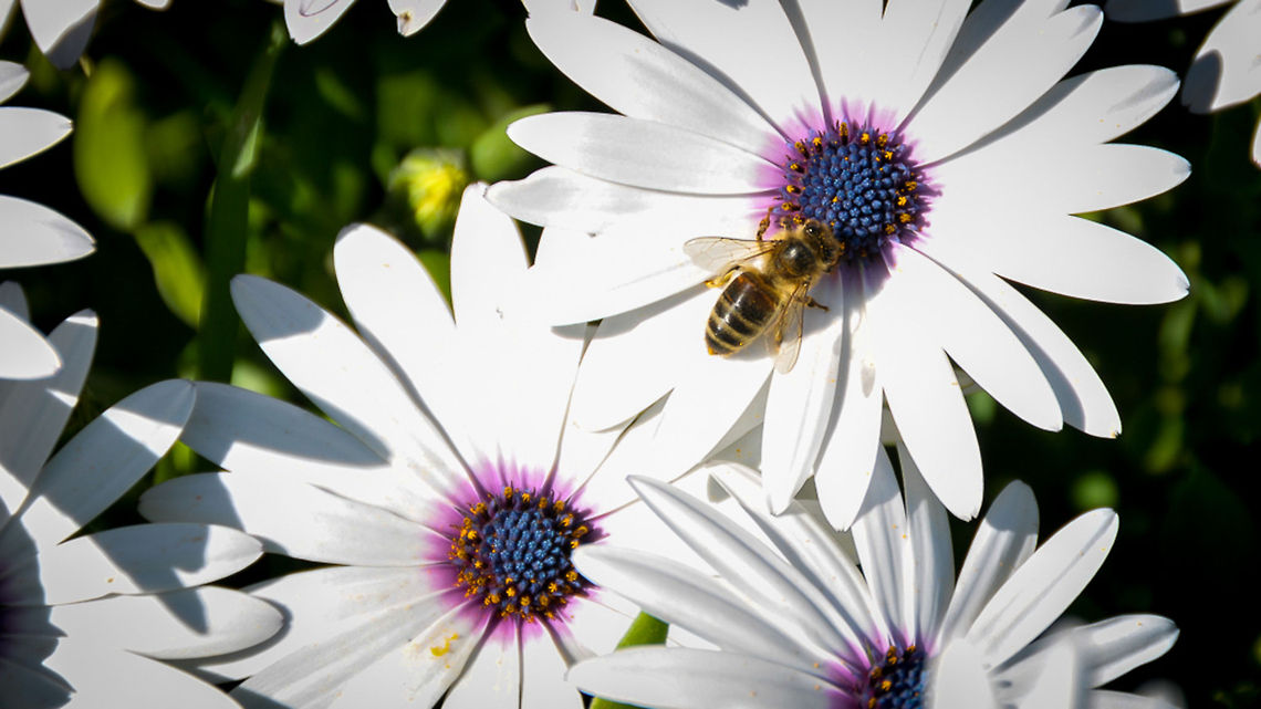 Australian honey bee  Apis mellifera,Australia,Geotagged,Victoria,Western honey bee,animal,bee,flower,insect