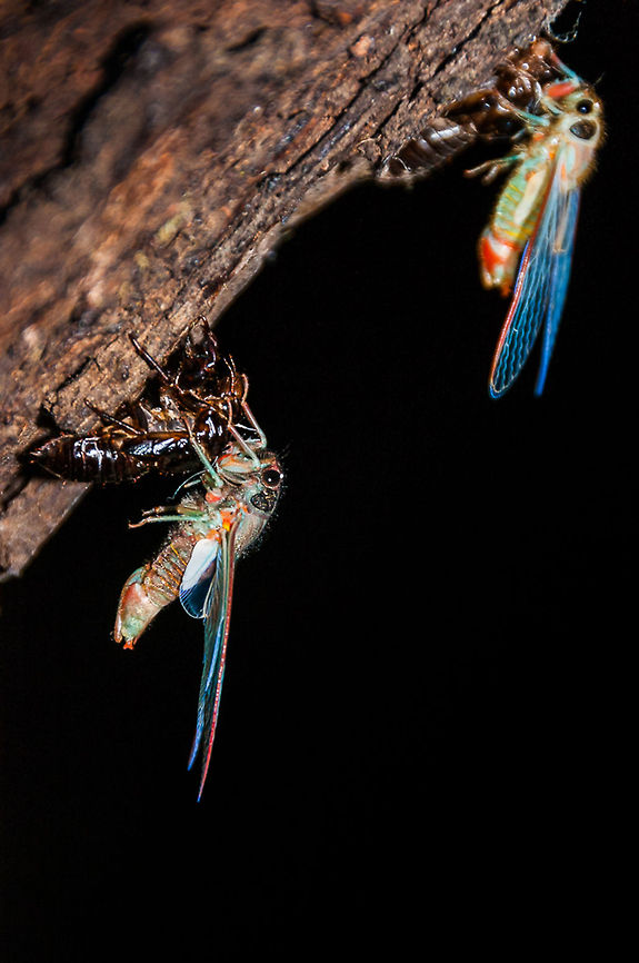 Unidentified cicadas and their shedded skin Cicada nymphs moult one final time and emerge as adults. They commonly spend 6-7 years underground before climbing a tree and shedding their skin. Summer, Jindabyne region, NSW, Australia. Australia,Geotagged,animal,cicada,insect,tree