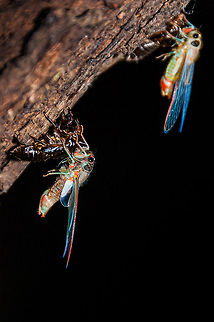 Unidentified cicadas and their shedded skin Cicada nymphs moult one final time and emerge as adults. They commonly spend 6-7 years underground before climbing a tree and shedding their skin. Summer, Jindabyne region, NSW, Australia. Australia,Geotagged,animal,cicada,insect,tree