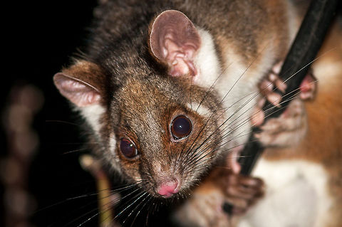 Common ringtail possum Ringtail possum in residential Melbourne Australia,Common ringtail possum,Geotagged,Pseudocheirus peregrinus,Victoria,animal,marsupial,possum