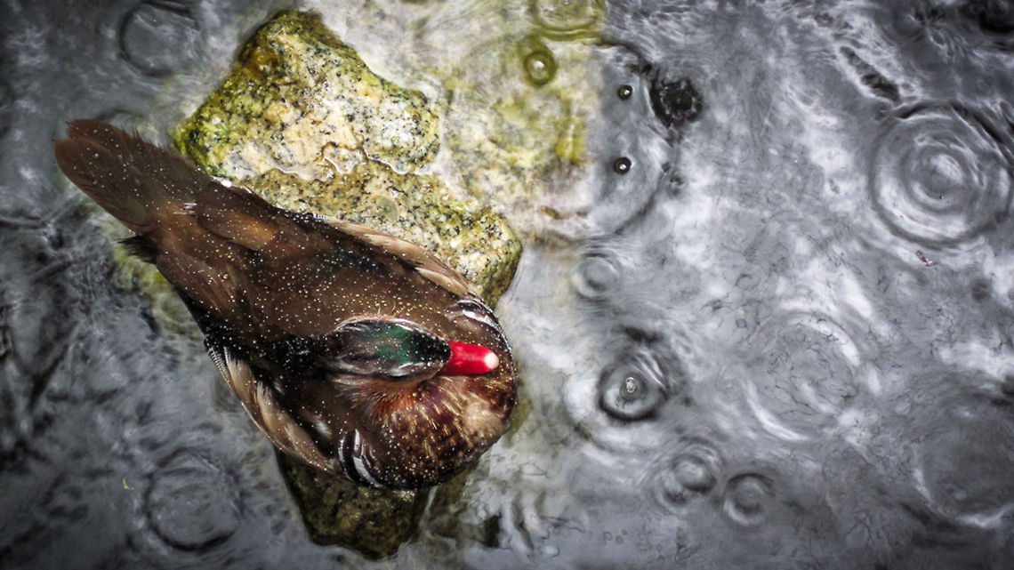 Water off a... ... duck&#039;s back. Penang Malaysia,Penang,animal,bird,duck,pond,rain,rock,water