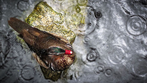 Water off a... ... duck's back. Penang Malaysia,Penang,animal,bird,duck,pond,rain,rock,water