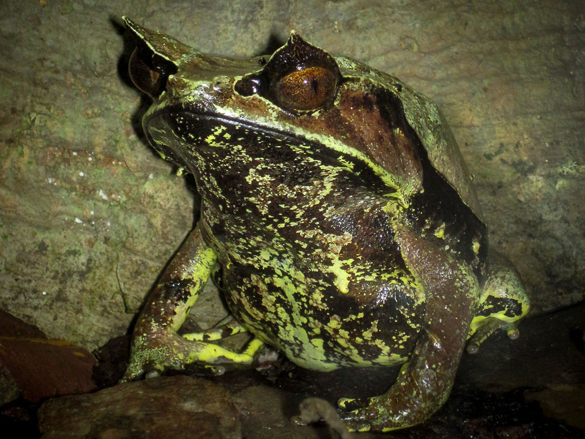 Long-nosed horned frog On display in Singapore Zoo Geotagged,Long-nosed horned frog,Malaysia,Megophrys nasuta,Singapore,Singapore Zoo,frog