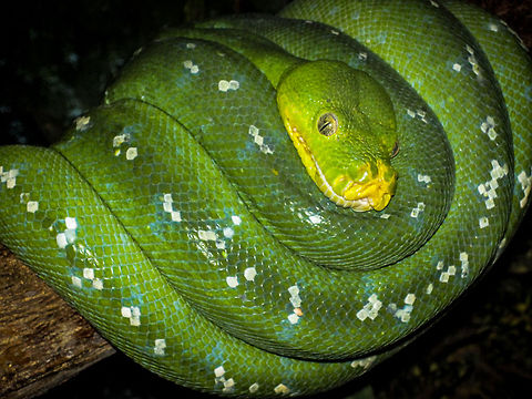 Green Tree Python in Singapore Zoo Geotagged,Morelia viridis,Singapore,Singapore Zoo,python,snake
