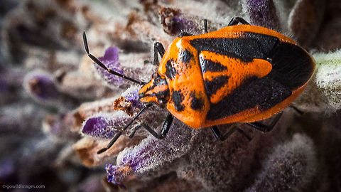 Horehound bug Exploring a lavender flower in suburban Melbourne Agonoscelis rutila,Australia,Geotagged,Horehound Bug,Melbourne,Victoria,animal,black,bug,flower,insect,lavender,orange