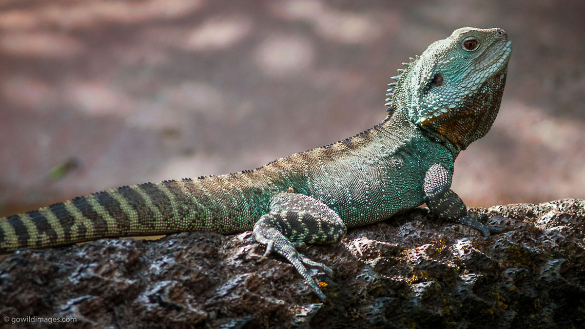 Gippsland water dragon Basking on a fallen tree fern Australia,Australian water dragon,Geotagged,Gippsland water dragon,Healesville Sanctuary,Intellagama lesueurii,Intellagama lesueurii howitti,Physignathus lesueurii,Victoria,animal