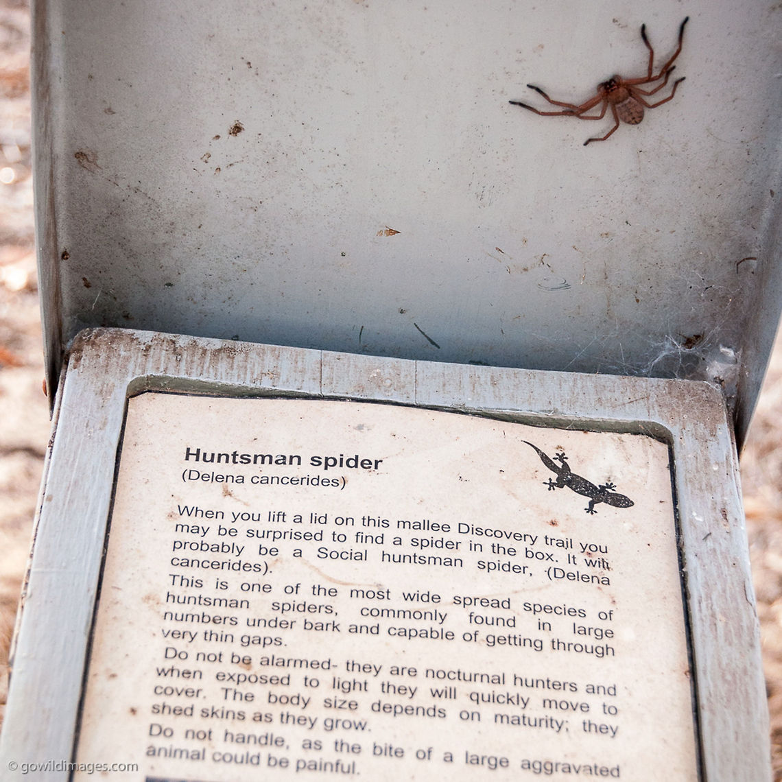 Huntsman Live exhibit in Northern Victoria Australia,Delena cancerides,Geotagged,Victoria,Wyperfeld National Park,animal,spider