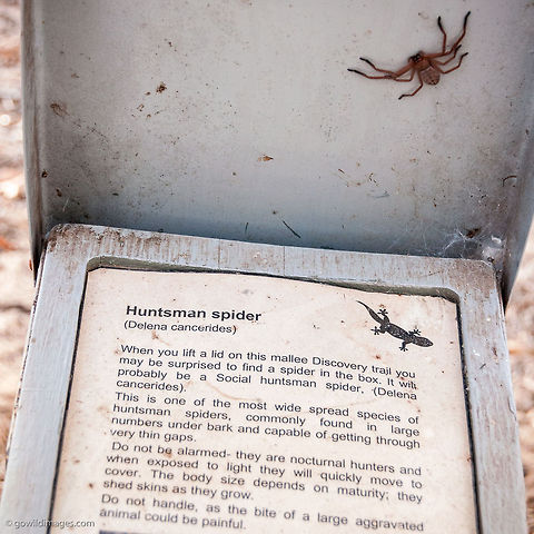 Huntsman Live exhibit in Northern Victoria Australia,Delena cancerides,Geotagged,Victoria,Wyperfeld National Park,animal,spider