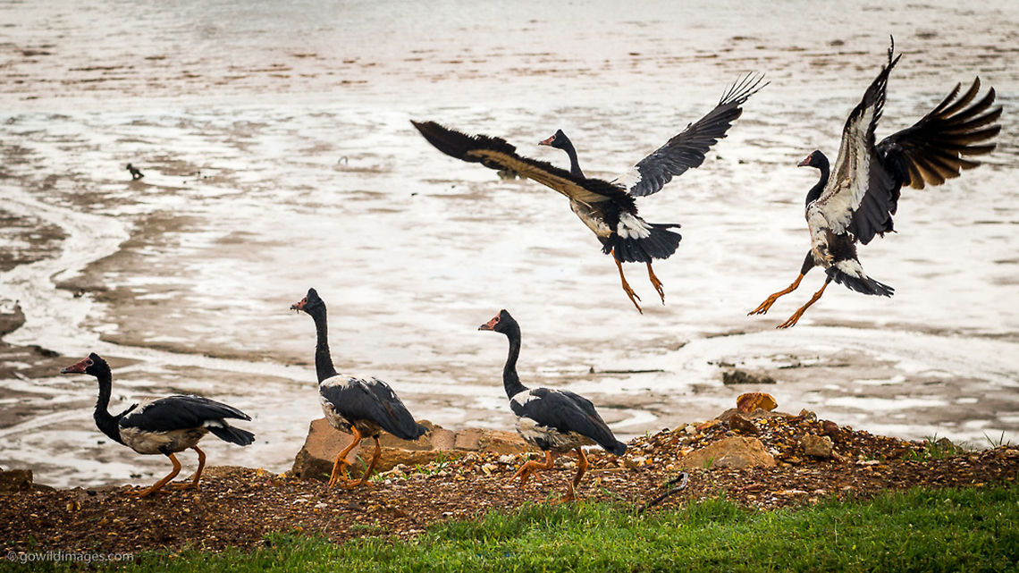 Magpie Geese on Darwin foreshore at the beginning of the wet season Anseranas semipalmata,Australia,Darwin,Geotagged,Northern Territory,animal,beach,bird,flying,goose,grass,low tide,magpie goose,sea,water bird