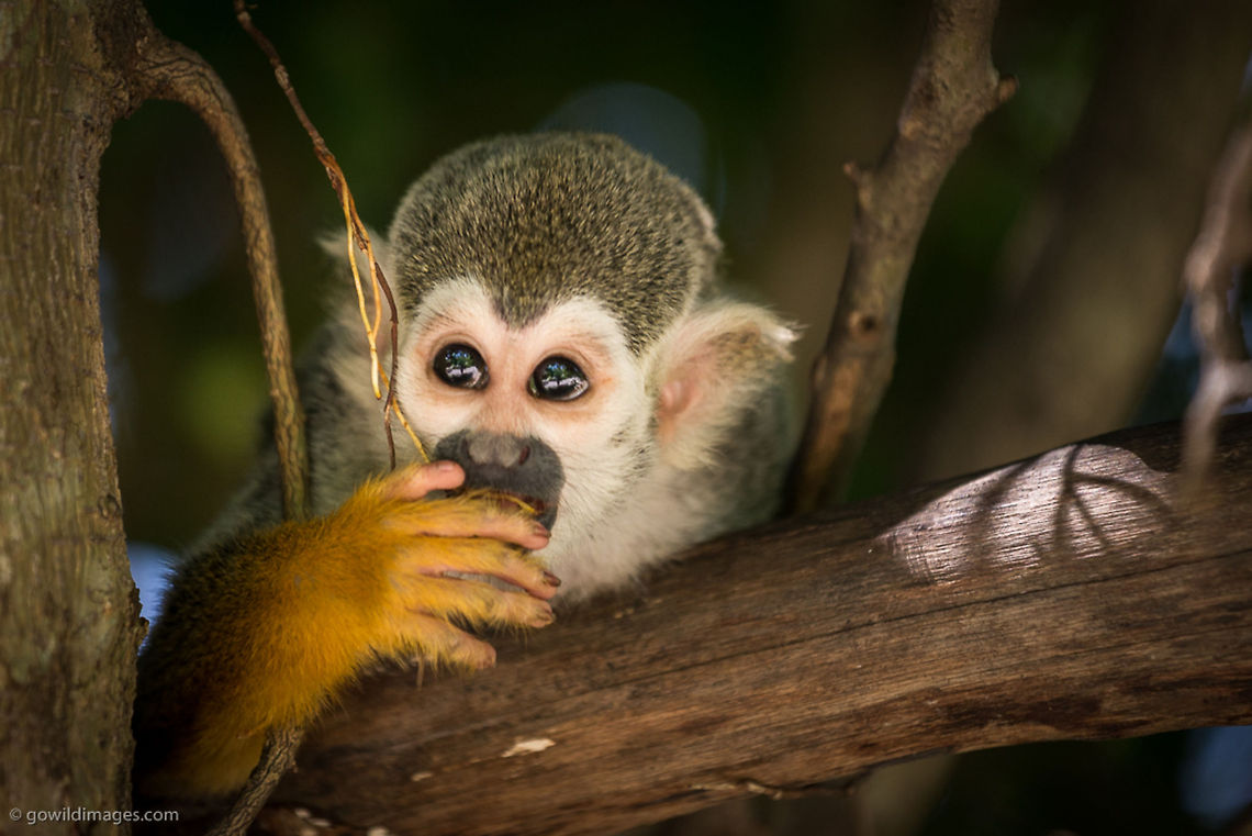 Common squirrel monkey Common squirrel monkey, Saimiri sciureus, River Safari Geotagged,Saimiri sciureus,Singapore,animal,common squirrel monkey,monkey,tree