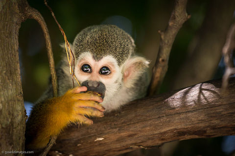 Common squirrel monkey Common squirrel monkey, Saimiri sciureus, River Safari Geotagged,Saimiri sciureus,Singapore,animal,common squirrel monkey,monkey,tree