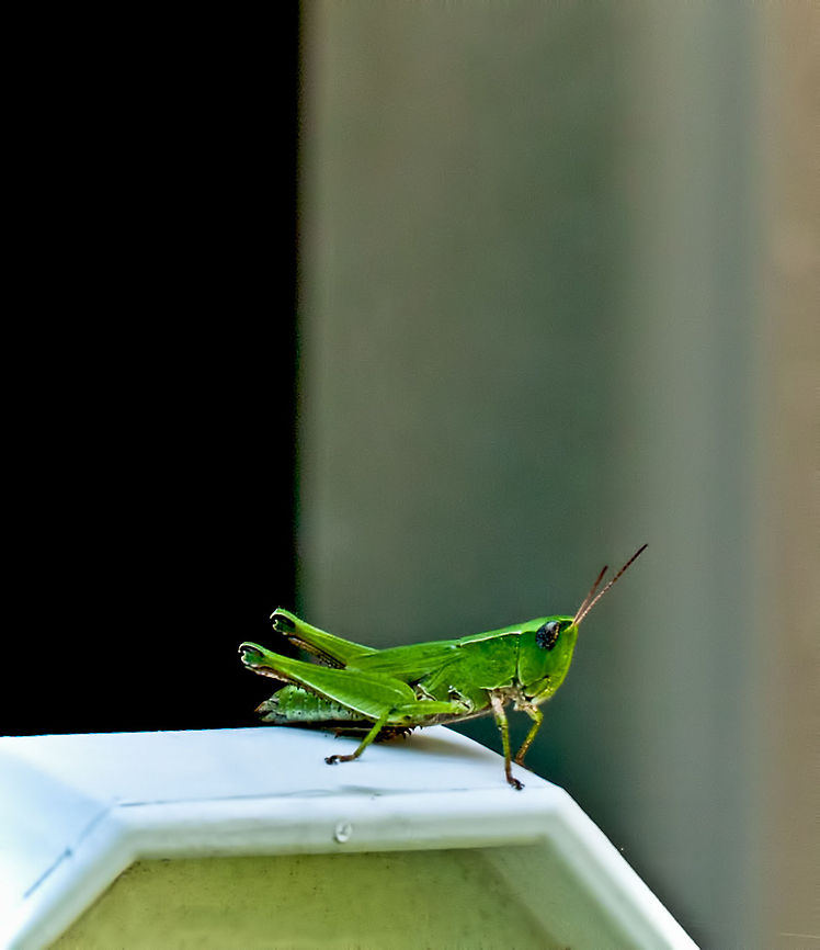 Green Grasshopper Green grasshopper, found on a fence post in my yard. Grasshopper,Insects,Tettigoniidae