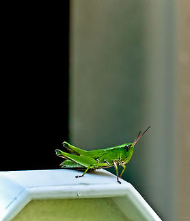 Green Grasshopper Green grasshopper, found on a fence post in my yard. Grasshopper,Insects,Tettigoniidae