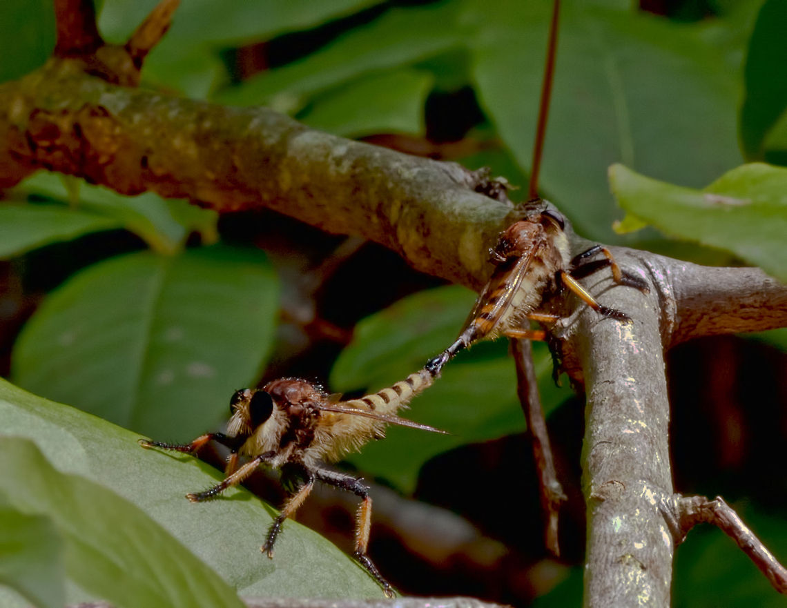 A mating pair of Promachus rufipes-Red footed Cannibalfly Caught the giant Red footed Cannibalfly mating. They didn&#039;t move as I got closer to them to photograph.  Asilidae,Insects,Promachus rufipes,Red footed Cannibalfly,fly