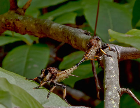 A mating pair of Promachus rufipes-Red footed Cannibalfly Caught the giant Red footed Cannibalfly mating. They didn't move as I got closer to them to photograph.  Asilidae,Insects,Promachus rufipes,Red footed Cannibalfly,fly