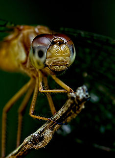 Dragon fly mug shot Got up close and cropped to shot facial features. Anisoptera,Dragonfly,Insects