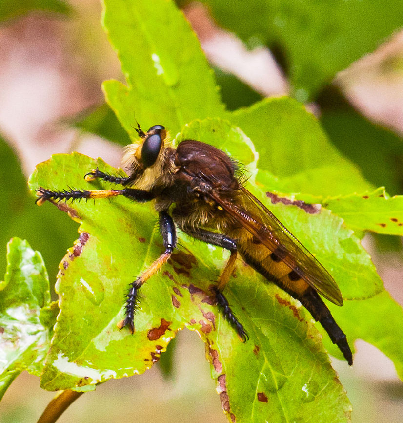 Giant Robberfly - "Promachus rufipes Red footed Cannibalfly" August 3, 2011 - This is a Giant Robber Fly &quot;Species Promachus rufipes Red footed Cannibalfly&quot;. He landed on the leaf above where I was shooting the red dragonfly, he seemed to be checking out what was going on, I snapped this and he took off.  Asilidae,Fly,Insects,Promachus rufipes,robber Fly