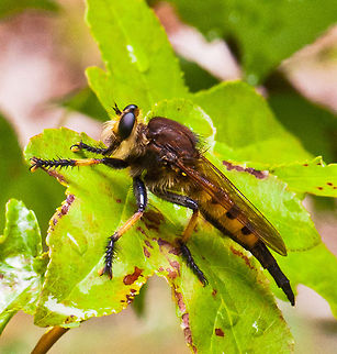 Giant Robberfly - "Promachus rufipes Red footed Cannibalfly" August 3, 2011 - This is a Giant Robber Fly "Species Promachus rufipes Red footed Cannibalfly". He landed on the leaf above where I was shooting the red dragonfly, he seemed to be checking out what was going on, I snapped this and he took off.  Asilidae,Fly,Insects,Promachus rufipes,robber Fly