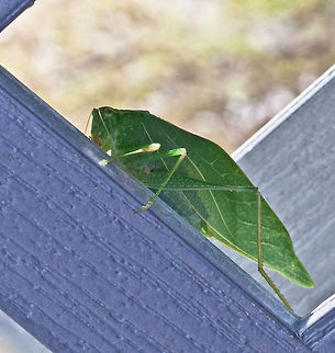 Greater Angel-wing Katydid-Microcentrum rhombifolium A Greater Angel-wing Katydid-Microcentrum rhombifolium - (a.k.a. Broad-winged Katydid. there are only 6 species of Microcentrum in the U.S.) Thanks to user WIldFlower for the correct identity. I found this guy on the lattice which was part of my deck. He was hiding in between two pieces of lattice work. His green markings make him look like a leaf.  
Taxonomy 
Kingdom Animalia (Animals)
Phylum Arthropoda (Arthropods)
Subphylum Hexapoda (Hexapods)
Class Insecta (Insects)
Order Orthoptera (Grasshoppers, Crickets, Katydids)
Suborder Ensifera (Long-horned Orthoptera)
Infraorder Tettigoniidea (Katydids, Camel Crickets, and relatives)
Family Tettigoniidae (Katydids)
Subfamily Phaneropterinae (Phaneropterine Katydids)
Genus Microcentrum (Angle-wing Katydids)
Species rhombifolium (Greater Angle-wing Katydid) Arthropoda,Ensifera,Greater Anglewing Katydid,Insecta,Microcentrum rhombifolium,Orthoptera,Tettigoniidae