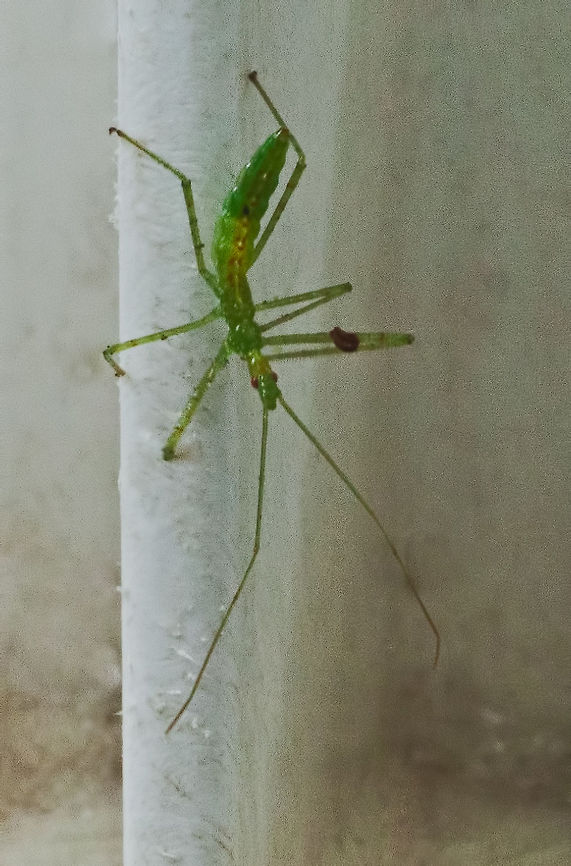 Ambush Nymph Ambush nymph was on a part of my gate to the ramp, I almost crushed him with my fingers but I stopped before I grabbed the gate. Ambush Nymph,Insects