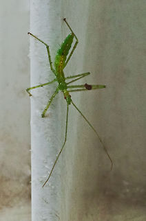 Ambush Nymph Ambush nymph was on a part of my gate to the ramp, I almost crushed him with my fingers but I stopped before I grabbed the gate. Ambush Nymph,Insects