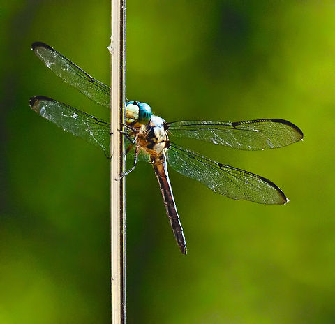 Dragon Fly  Found this guy/gal on my neighbors car antenna. Not sure if this is a blue dasher. Anisoptera,Dragonfly,Insects