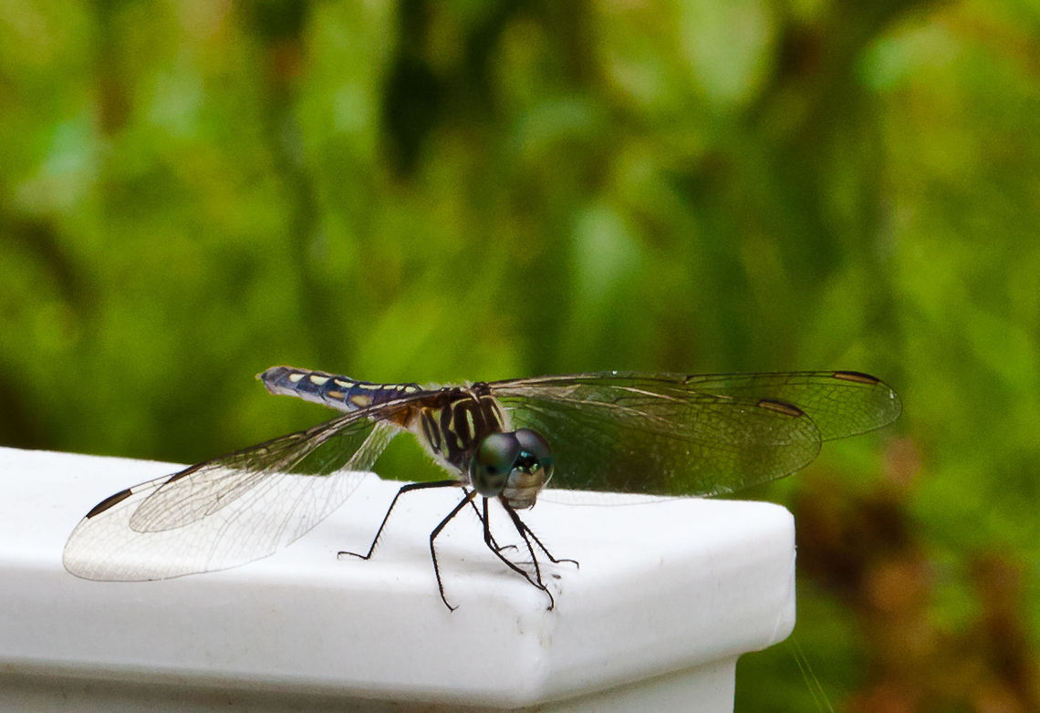 Blue Dasher - Pachydiplax longipennis  I believe I have the id correct Blue Dasher. Anisoptera,Blue Dasher,Insects,Pachydiplax longipennis