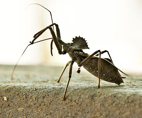 Wheelbug in attack mode This wheelbug-Arilus cristatus (Linnaeus, 1763) looks as if he was in attack mode. Arilus cristatus,Wheel bug,Wheelbug