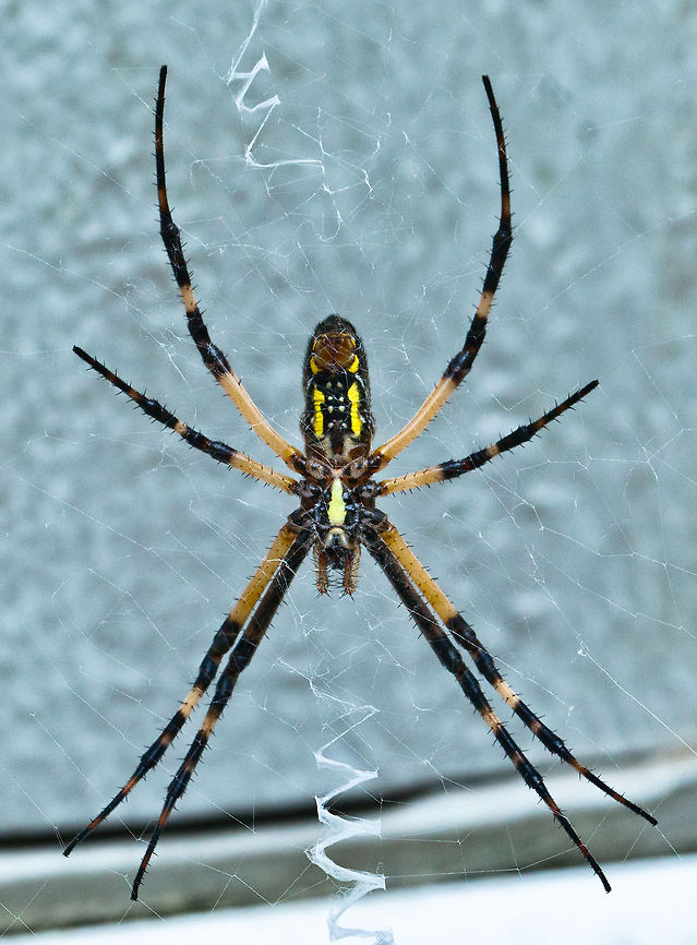 Black and Yellow Argiope - Argiope aurantia This is the ventral view of a Black and Yellow Argiope - argiope aurantia. They are also called Golden Orb weavers, Writing Spiders or Garden Spiders. My neighbor called me to come grab a shot of it. She wanted me to see the top of it or rather it&#039;s dorsal side. So, she moved the web, the spider ran/jumped down and I was out of there. Nothing really phases me or scares me but put a spider in my personal space and my heart stops, my throat seems to clamp shut and when I get my voice back, my voice goes ultra soprano, my wheelchair can&#039;t move fast enough and I need to change my shorts. That was the end of my day outdoors, thank you very much. What did my neighbor do? She laughed the entire time!! On the ground, rolling around laughing! That&#039;s okay, wait until she sees a snake in the yard...  Argiope aurantia,Black and Yellow Argiope,Black and Yellow Garden Spider,Spider