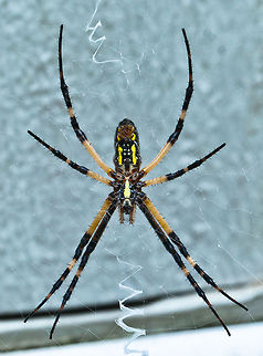 Black and Yellow Argiope - Argiope aurantia This is the ventral view of a Black and Yellow Argiope - argiope aurantia. They are also called Golden Orb weavers, Writing Spiders or Garden Spiders. My neighbor called me to come grab a shot of it. She wanted me to see the top of it or rather it's dorsal side. So, she moved the web, the spider ran/jumped down and I was out of there. Nothing really phases me or scares me but put a spider in my personal space and my heart stops, my throat seems to clamp shut and when I get my voice back, my voice goes ultra soprano, my wheelchair can't move fast enough and I need to change my shorts. That was the end of my day outdoors, thank you very much. What did my neighbor do? She laughed the entire time!! On the ground, rolling around laughing! That's okay, wait until she sees a snake in the yard...  Argiope aurantia,Black and Yellow Argiope,Black and Yellow Garden Spider,Spider