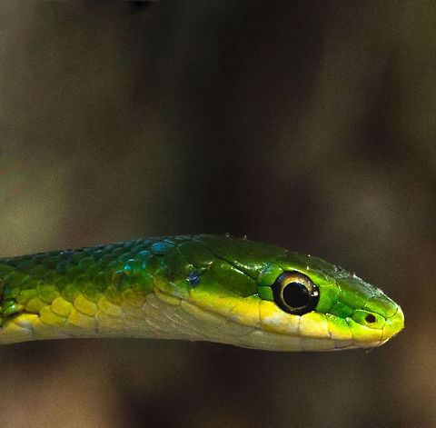 Rough green snake -(Opheodrys aestivus) I love living in the woods, and amongst the wildlife, as there is always something to see. This beautifully colored, docile snake was three feet from my front door and eye level with me. This is a Rough Green Snake. She was about 4 feet long, very slender and more afraid of me and the neighbors that came over to see her. She was wrapped in-between the lattice work. Also there was a baby praying mantis but when she turned around , he disappeared. (I am thinking lunch), but he could have flown off, I couldn't see what happened because of the angle. Anyway this type snake can be handled and they very rarely if ever bite. They eat insects. Opheodrys aestivus,Reptiles,Rough green snake,Serpentes,Snakes