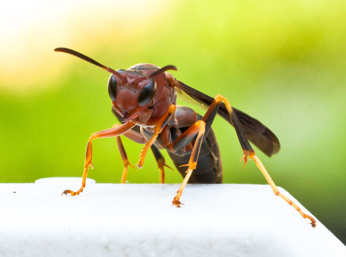 Wasp I believe this is the Metricus paper wasp (Polistes metricus), which is a wasp native to North America. I believe I have the correct species as there are many color variations. Found him sitting on the fence post as I was checking the garden out. First time I had one sit long enough for me to take it&#039;s picture and without me getting chased off. (What that translates to is: I had the wheelchair in reverse and took off like a scaredy-cat)  Insects,Metricus paper wasp,Paper Wasp,Polistes metricus,Wasp