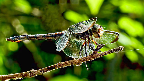 Dragon Fly Finally caught a dragonfly. My wheelchair makes enough noise to scare off most insects whenever I try to get close to them. Today this one first flew off but I stayed where I was and watched him circle back and he posed for me. (Hey I'm telling the story here, so we'll stick to he posed for me, rather than say it's normal behavior).  Anisoptera,Dragonfly,Insects