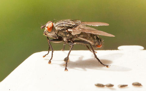 Flesh Fly Diptera - Sarcophaga This is a Flesh fly; Genus Sarcophaga. The adults usually feed on nectar, fruit juices, sap and honeydew. They are found near decaying materials, carcasses, and dung (as seen here). They don't bite. And they are helpful with forensic entomology. They are one of the first arrive on a dead carcass, so investigators can determine time of death. I first thought this was a common housefly, but its red eyes and gray stripes gave it away.  Flesh fly,Fly,Genus Sarcophaga,Insects,Musca