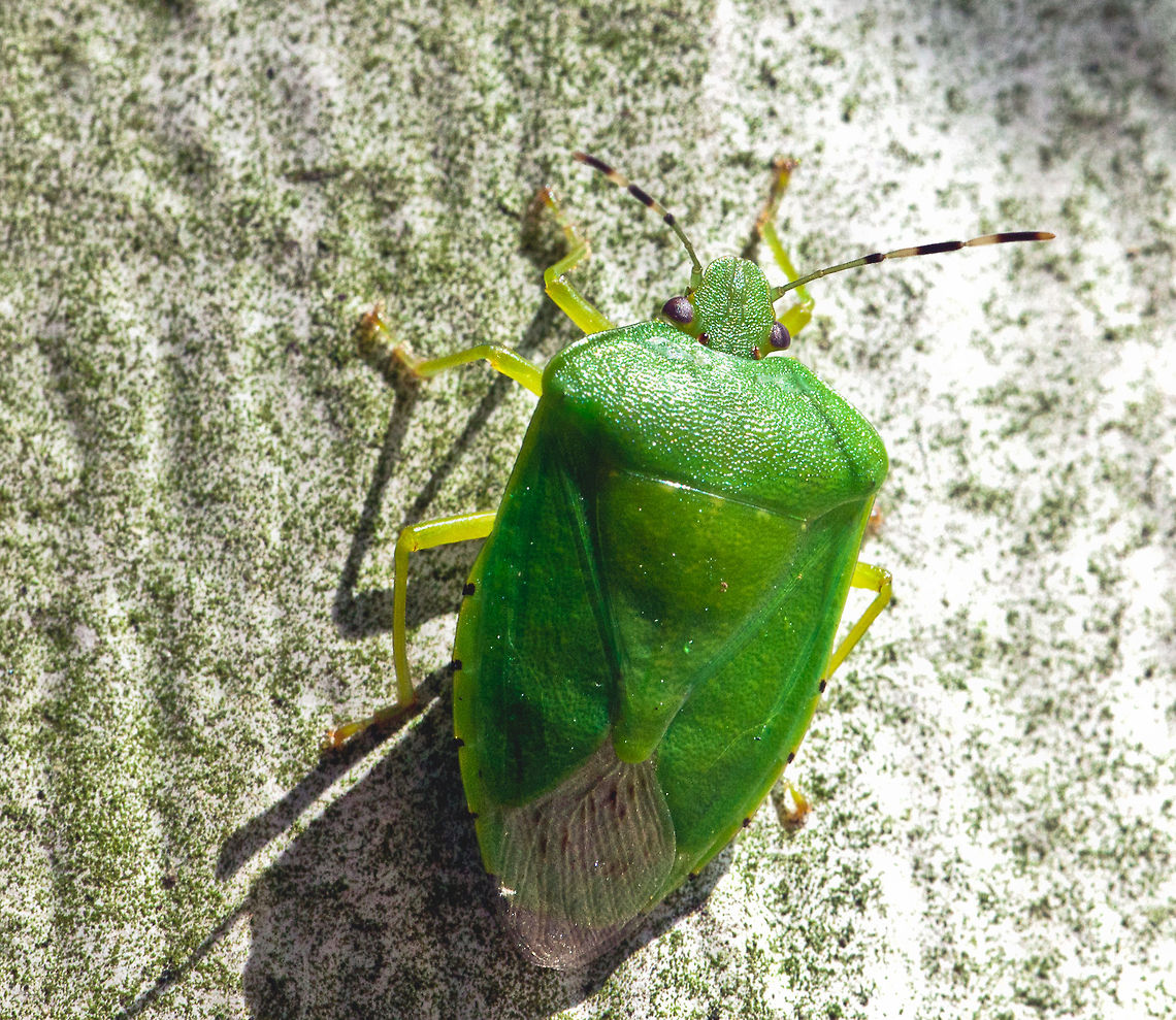 Chinavia hilare Found this one crawling up my neighbors house.<br />
This is Chinavia hilare, a common agricultural pest in North America. It looks somewhat like a Southern Green Stink Bug (Nezara viridula), but it&#039;s not - one easy character (if small) is that Nezara has little black spots in the basal corners of the scutellum and Chinavia has not. Also Chinavia hilare has much more pronounced black spots in the connexivium.  Chinavia,Chinavia hilare,Geotagged,Green Stink Bug,Heteroptera,Insects,Pentatomidae,United States