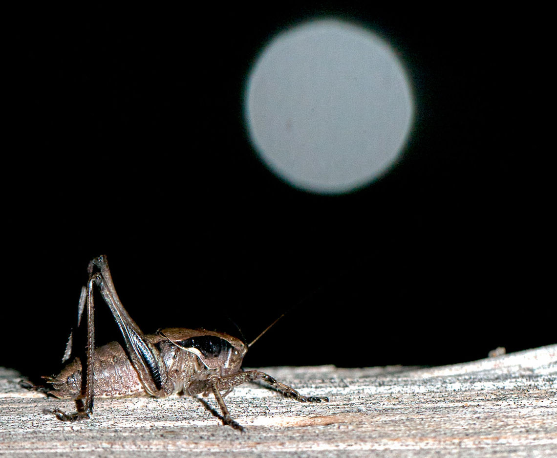 Cricket at night &quot;By the light, of the silvery moon&quot;...another night time shot, this time of a cricket. Okay and that is not the moon but a light reflected of a car tail light from my flash.  Cricket,Insects,Macro