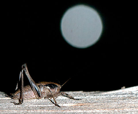 Cricket at night "By the light, of the silvery moon"...another night time shot, this time of a cricket. Okay and that is not the moon but a light reflected of a car tail light from my flash.  Cricket,Insects,Macro