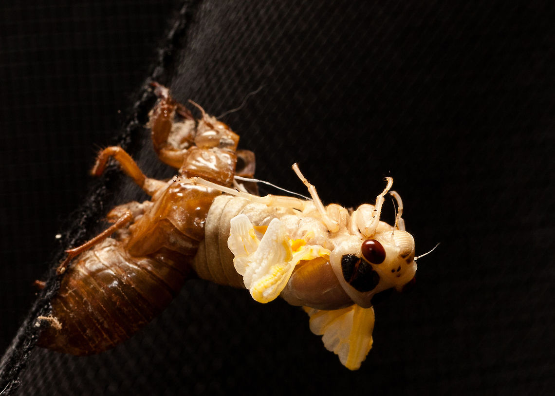 Emerging Cicada bug - Diceroprocta apache Coming out of it&#039;s shell. I never actually seen this stage and thought it was cool to see it as it was actually happening. Cicada - Diceroprocta apache Cicada,Diceroprocta apache,Exoskeleton,Insects,fauna,wildlife
