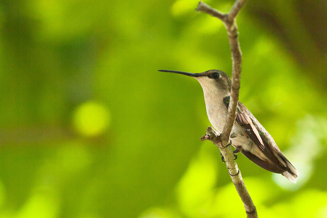 A hummer sitting still... A hummer sitting still for what seemed like a nano-second. Aves,Birds,Hummer,fauna,wildlife