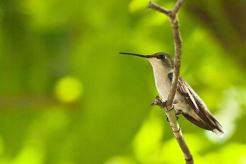 A hummer sitting still... A hummer sitting still for what seemed like a nano-second. Aves,Birds,Hummer,fauna,wildlife