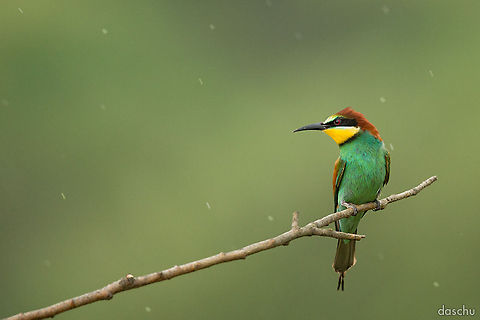 »singing in the rain« European Bee-eater in the rain (Merops apiaster)
Rheinland-Pfalz, Germany European Bee-eater,Geotagged,Germany,Merops apiaster,Roller,bee eater,bird,nature,rain,wild,wildlife
