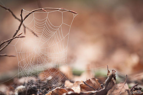 &raquo;frozen&laquo; A frozen spider-web in autumn forest.
Rheinland-Pfalz, Germany Geotagged,Germany,autumn,cold,forest,frozen,ice,leaf,morning,nature,spider,spider web