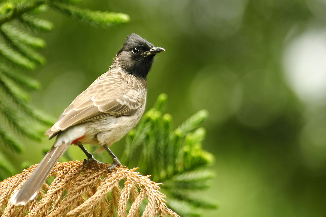 Look! A red vented bulbul pearched on a pine. Geotagged,India,Pycnonotus cafer,Red-vented Bulbul,bird,bulbul
